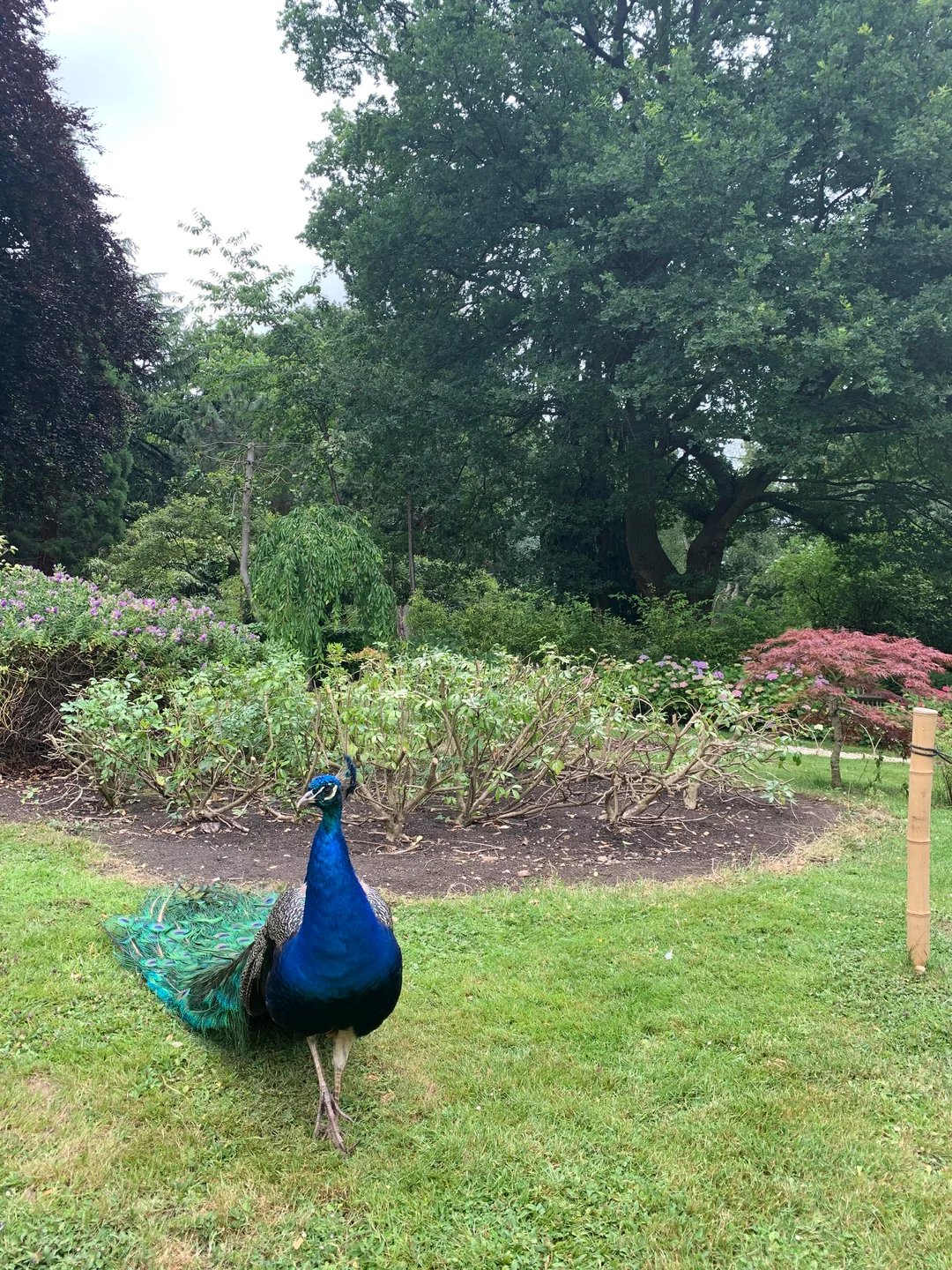 🐴 사가미하라 아사미조 공원 후레아이 동물 광장 (사가미하라 아사미조 코엔 후레아이 도부츠 히로바) 이미지 6
